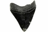 Serrated, 3.63" Fossil Megalodon Tooth - South Carolina - #200813-1